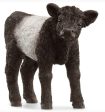 SCHLIECH - GALLOWAY CALF For Sale