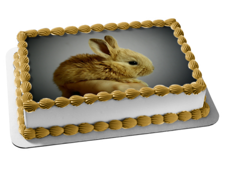 Baby Bunny In Hand Edible Cake Topper Image ABPID50474 Cheap